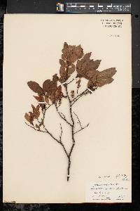 Leucothoe racemosa image