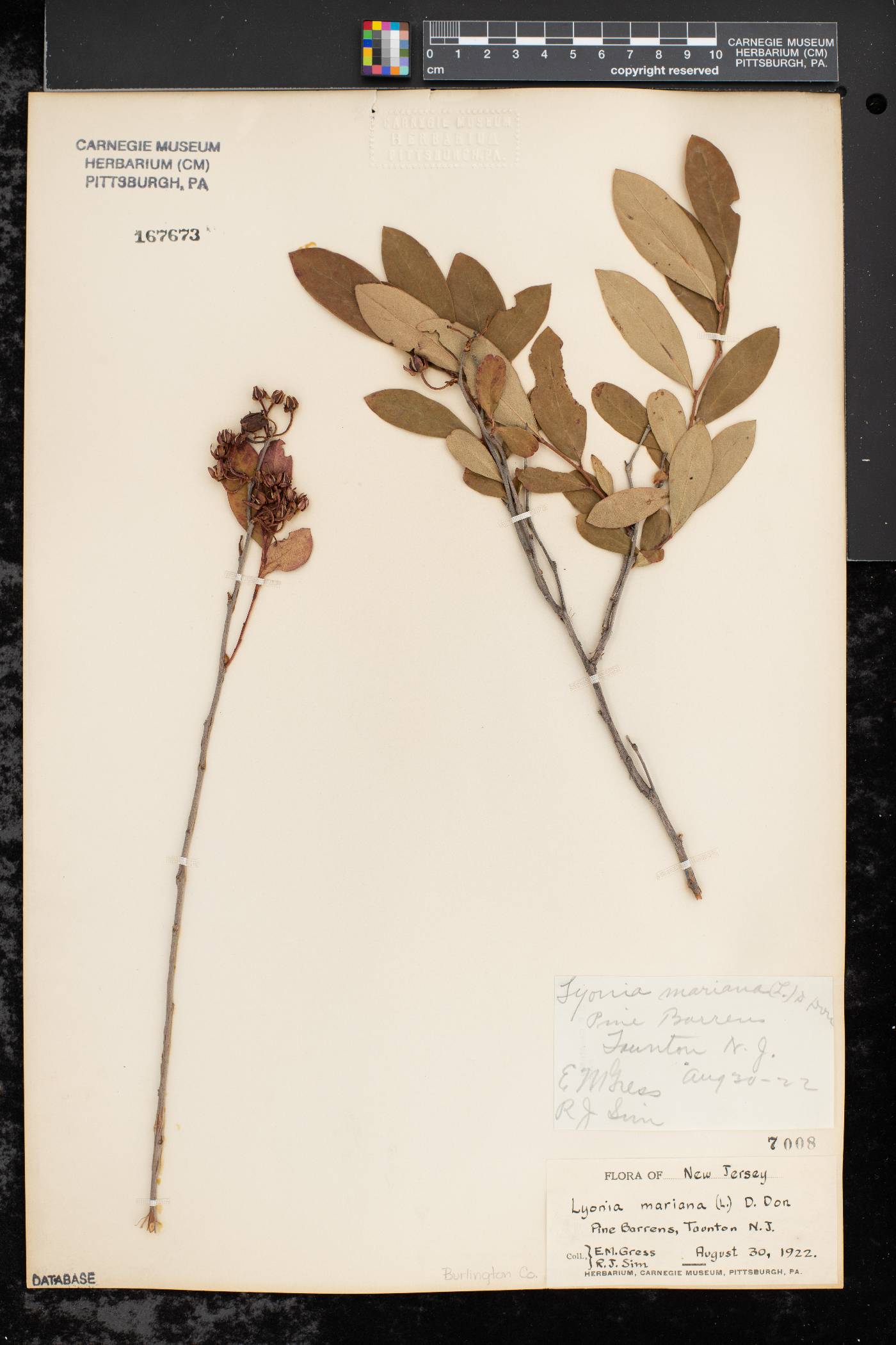 Lyonia mariana image