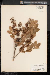 Lyonia mariana image