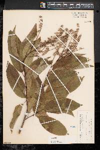 Oxydendrum arboreum image