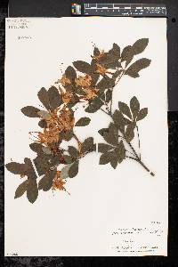 Rhododendron arborescens image