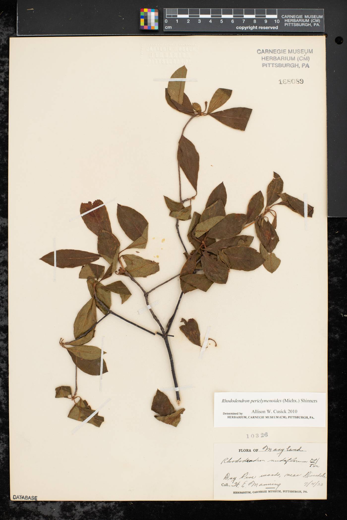 Rhododendron periclymenoides image