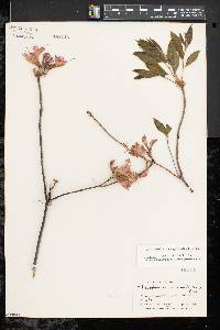 Rhododendron prinophyllum image