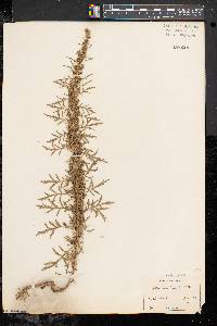 Artemisia biennis image