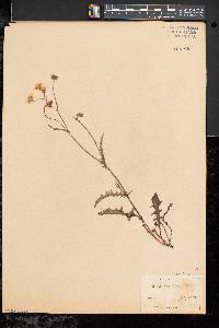 Crepis capillaris image