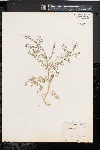 Fumaria officinalis image