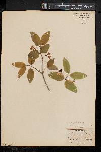 Lonicera canadensis image