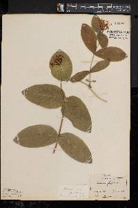 Lonicera dioica image