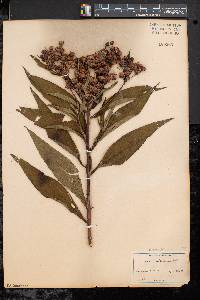 Vernonia noveboracensis image