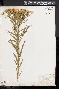 Solidago graminifolia image