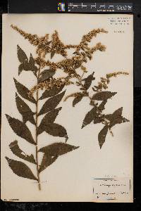 Solidago rugosa var. rugosa image