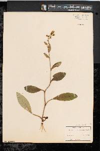 Hieracium marianum image