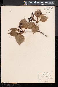 Viburnum lentago image