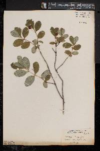 Lonicera oblongifolia image