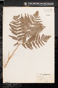 Pteridium aquilinum var. latiusculum image