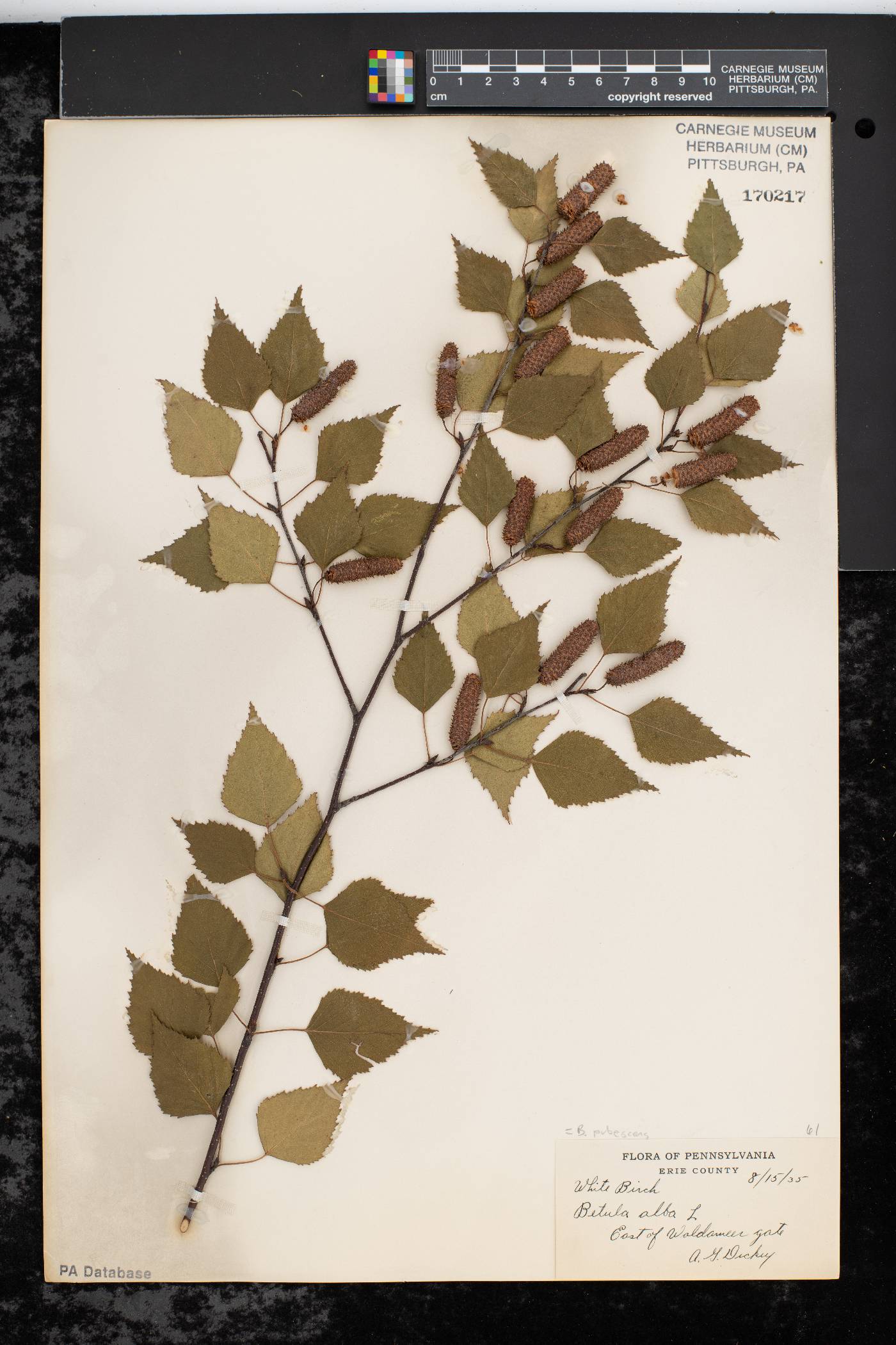 Betula pubescens image