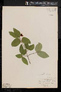 Lonicera canadensis image