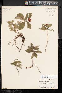 Cornus canadensis image