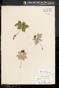 Cornus canadensis image