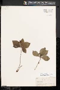 Cornus canadensis image