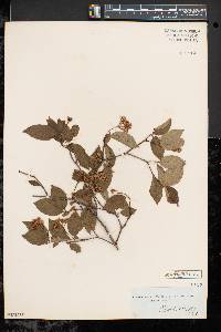 Cornus racemosa image