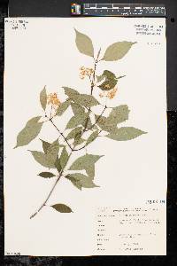 Cornus racemosa image