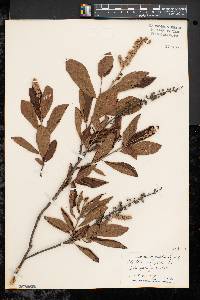 Clethra alnifolia image