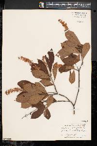 Clethra alnifolia image