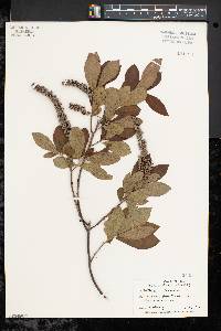 Clethra alnifolia image