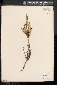 Calluna vulgaris image