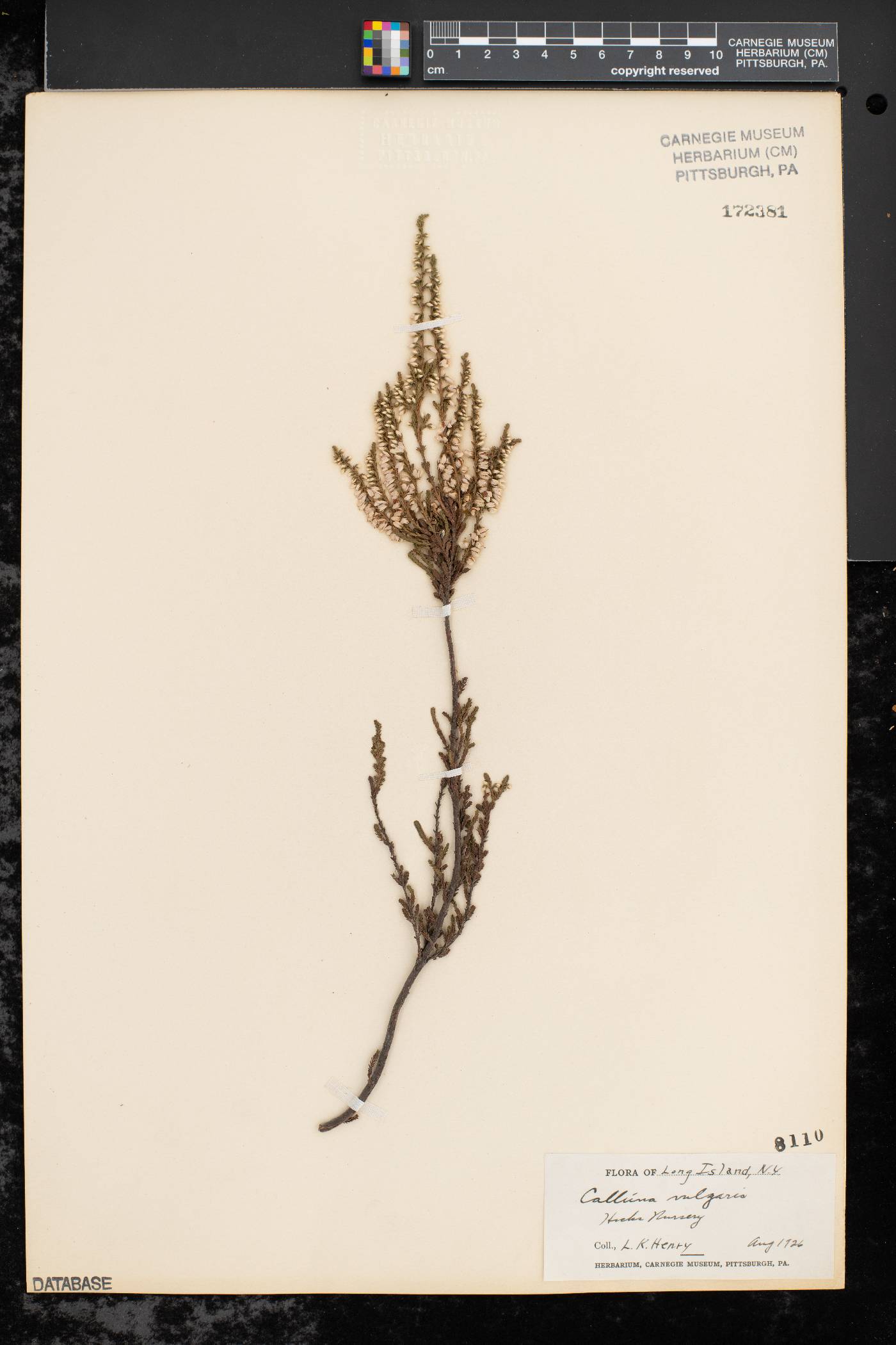 Calluna vulgaris image