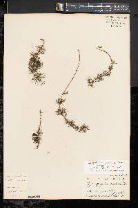 Myriophyllum sibiricum image