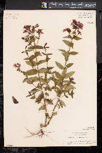 Rhexia virginica image