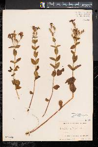 Rhexia virginica image