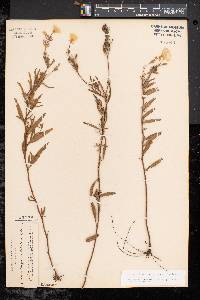Oenothera fruticosa subsp. fruticosa image