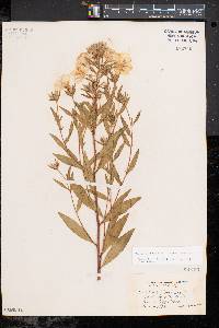 Oenothera fruticosa subsp. fruticosa image