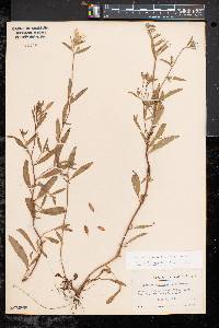 Oenothera fruticosa subsp. fruticosa image