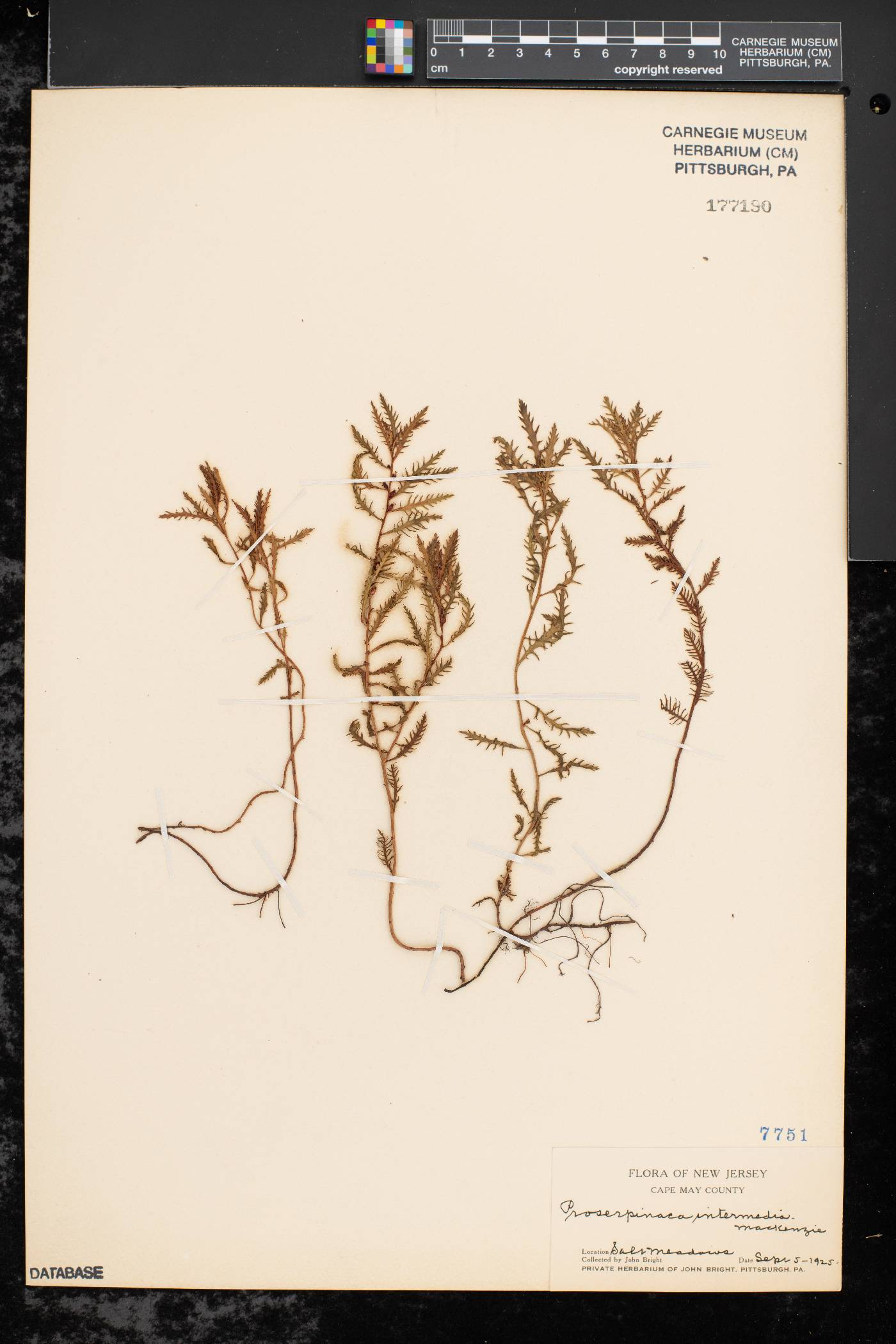 Proserpinaca intermedia image