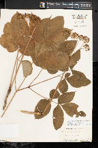 Aralia nudicaulis image