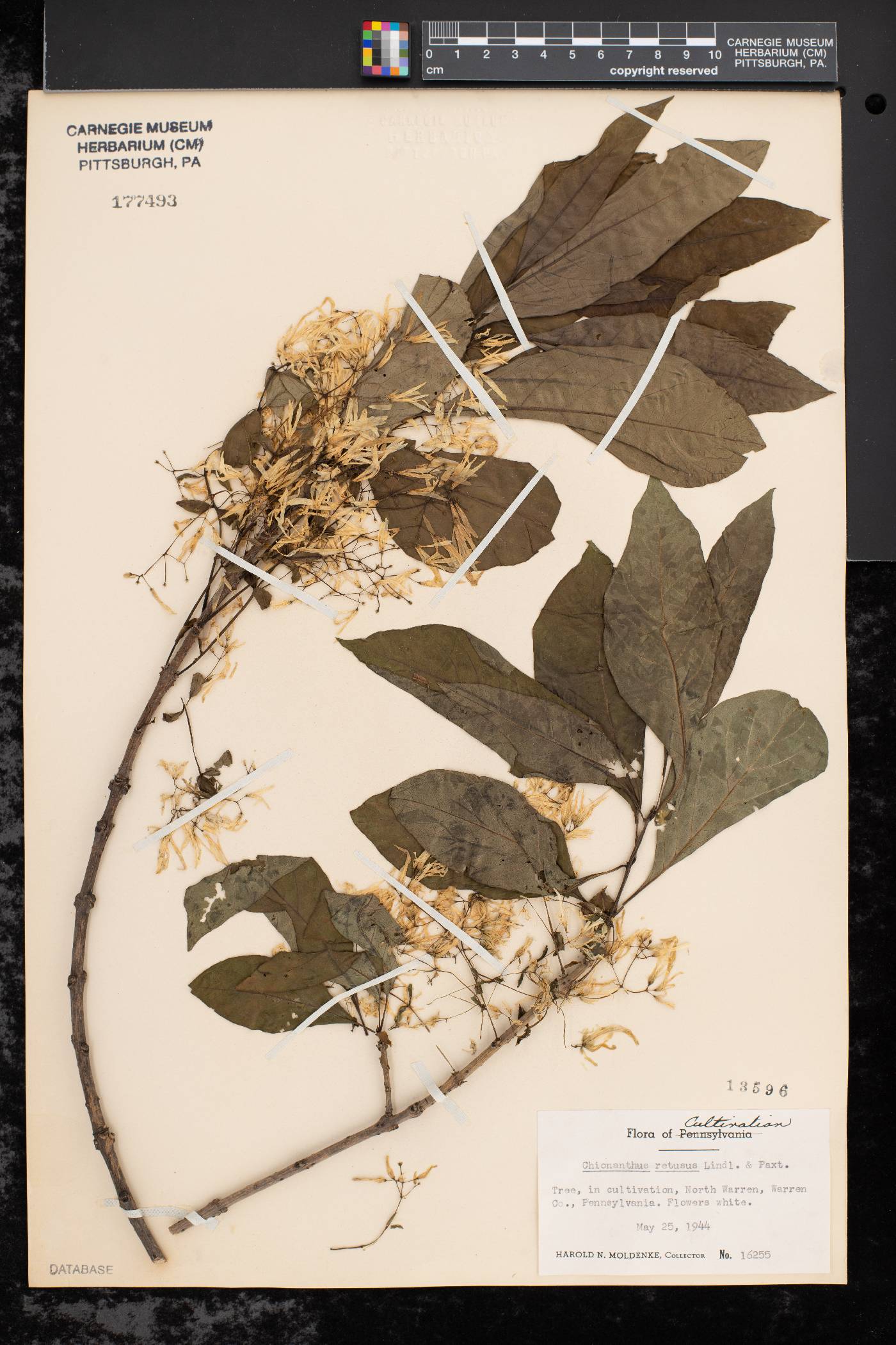 Chionanthus retusus image