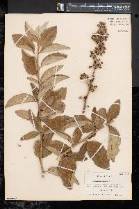 Image of Elaeagnus latifolia