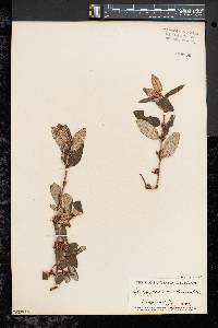 Shepherdia canadensis image