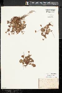Viola labradorica image
