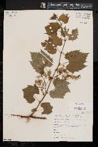 Vitis riparia image