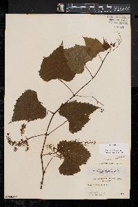 Vitis vulpina image