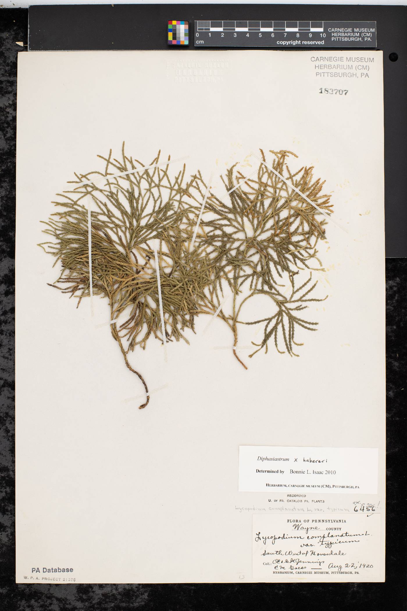 Diphasiastrum habereri image