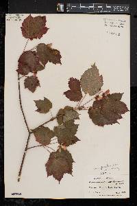 Acer spicatum image