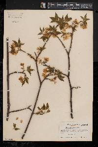 Staphylea trifolia image