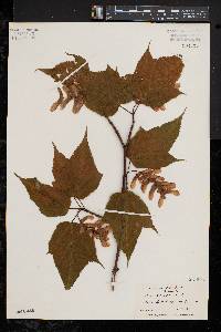 Acer pensylvanicum image