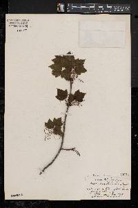 Image of Acer carolinianum